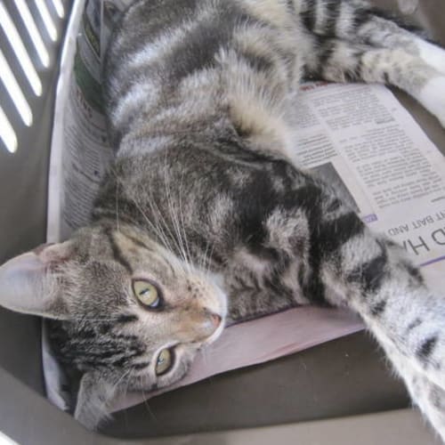 Zazzy