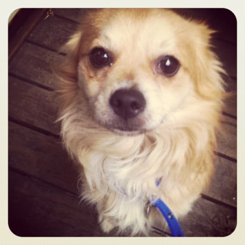 Garry (Adoption Pending)