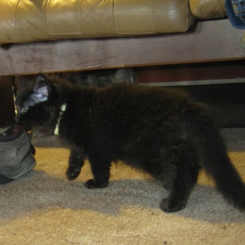 Finn