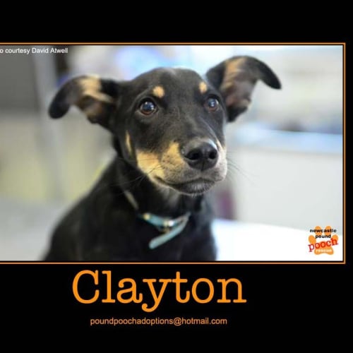No photo for Clayton Is On Trial In His New Home!