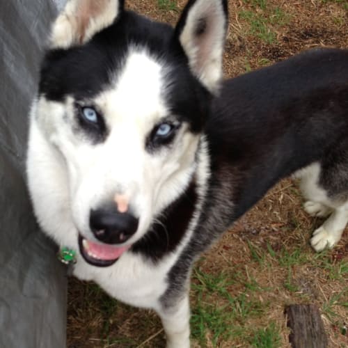 Koda