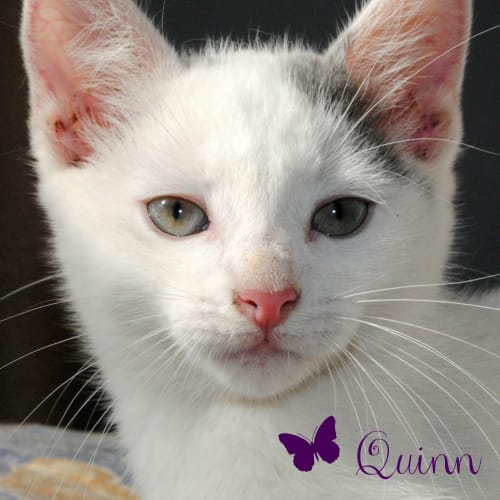 No photo for Quinn * On Trial With My New Family*