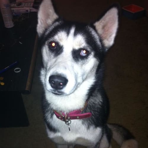 No photo for Husky 