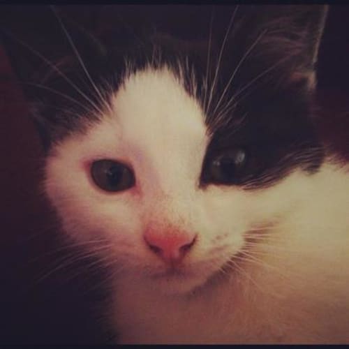 Max
