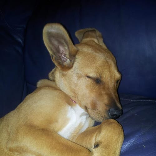 No photo for Jetta