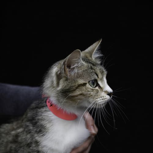 No photo for Pound Cats | Keira