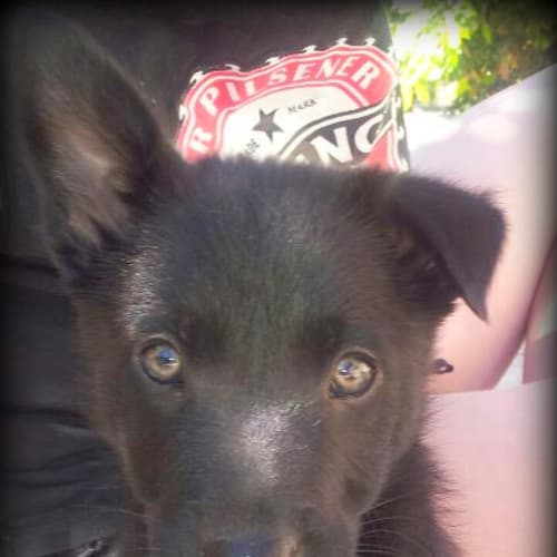 Beau (On Trial 5/12/12)