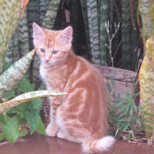 No photo for Ginger Kits