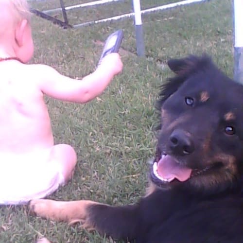 No photo for Chester (Adoption Pending)