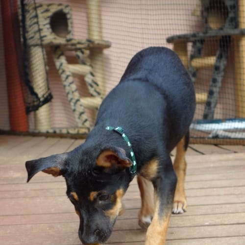 No photo for Suri (D2295)