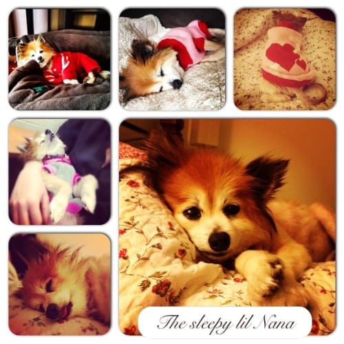 No photo for Nana *Urgent Foster Care Required*