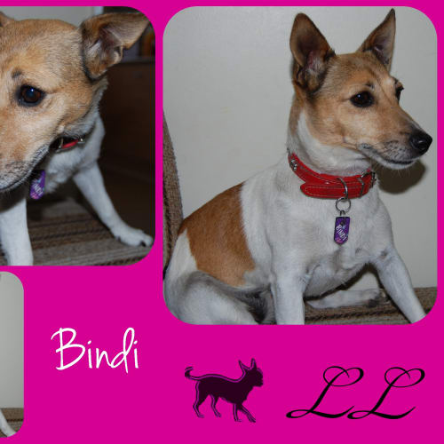 Bindi