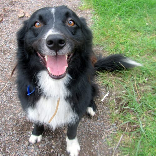 Toby (adopted Jan or Feb 2013)