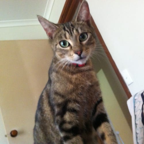 Tabitha