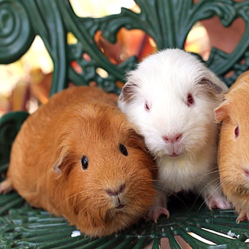 No photo for Lady, Lilly B And Waffles! Awesome Home Needed!