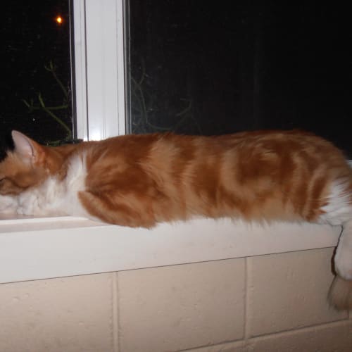 No photo for Ollie