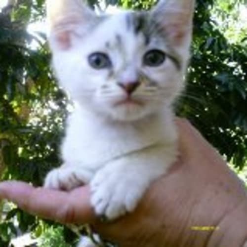 No photo for White With Black/Tabby Points, Males, 8 Wk Old