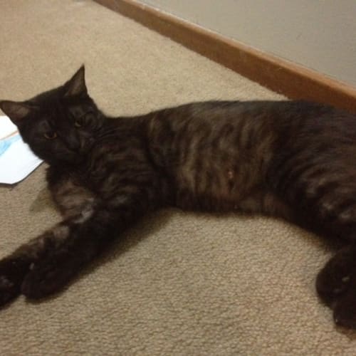 No photo for Pound Cats | Ebony