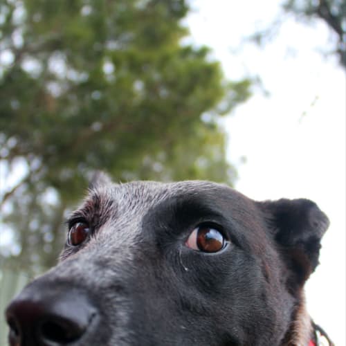 Bluebell (On Trial 23/12/12)