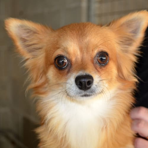No photo for Foxy & Coco *On Trial In Our New Home*