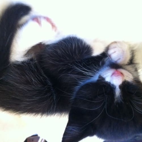 Boots * Adoption Pending*