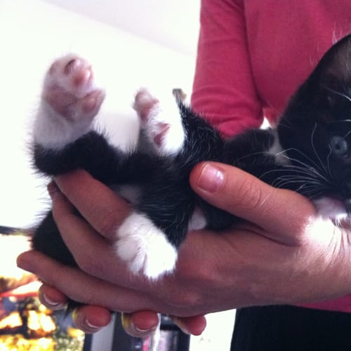 Miss Puss *Adoption Pending*