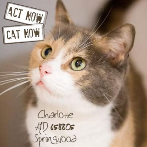 No photo for Charlotte
