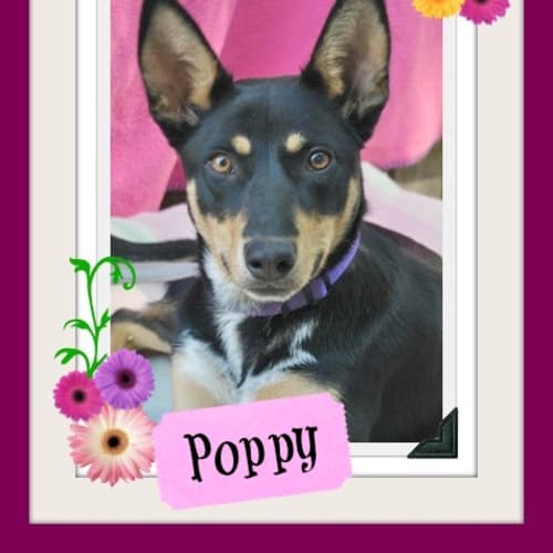 No photo for Poppy