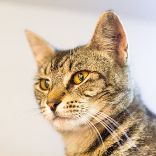 No photo for Pumpkin