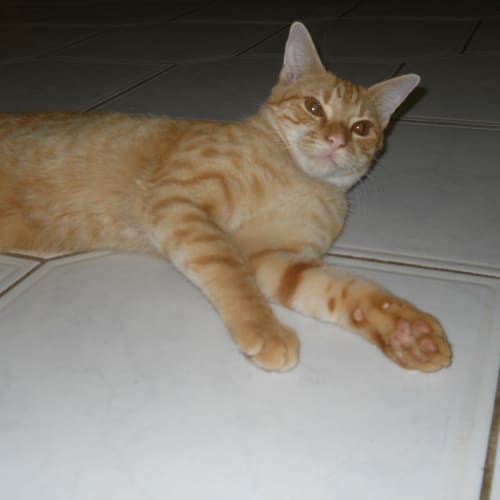 No photo for Taffy