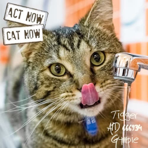 No photo for Tigger