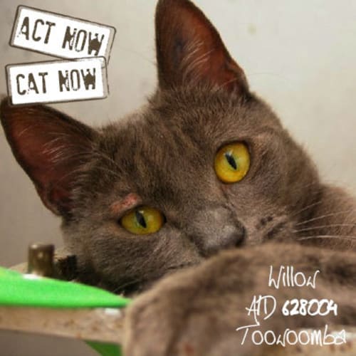 No photo for Willow
