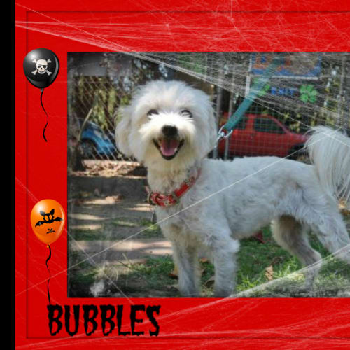 Bubbles