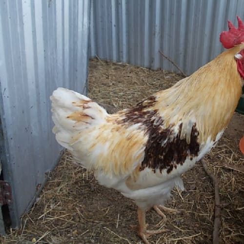 Sir Roosteralot