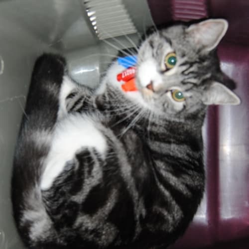 No photo for Tabitha