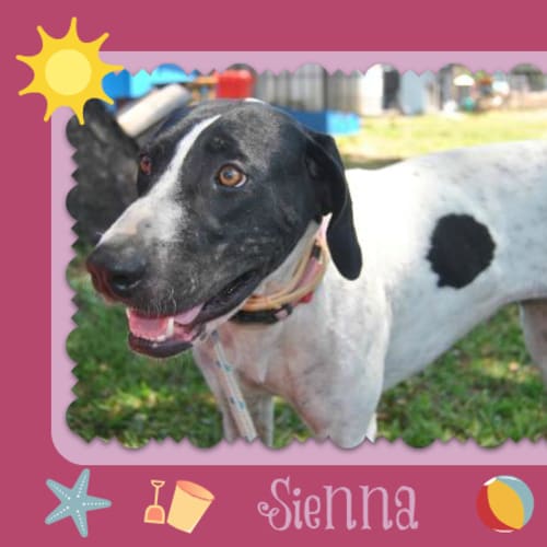 No photo for Sienna