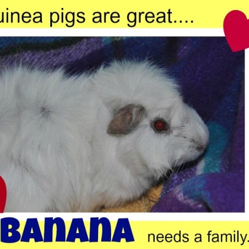 No photo for Banana
