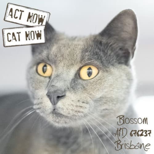 No photo for Blossom