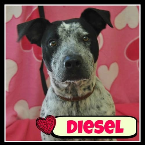 No photo for Diesel