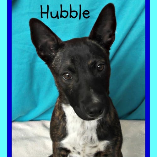 No photo for Hubble