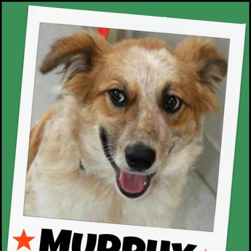 No photo for Murphy