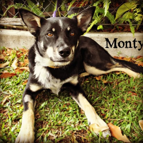 No photo for Monty