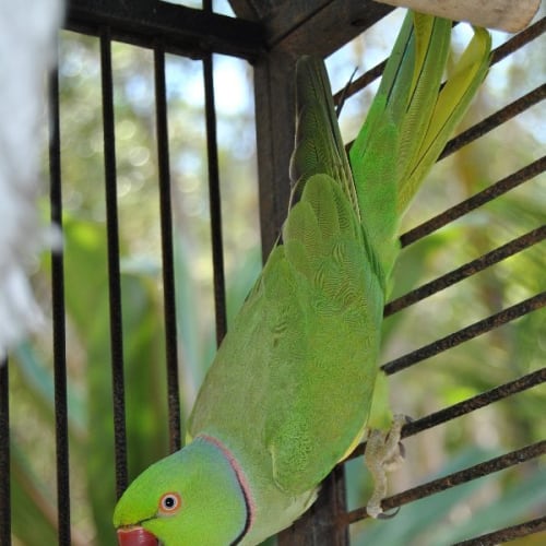No photo for Chook