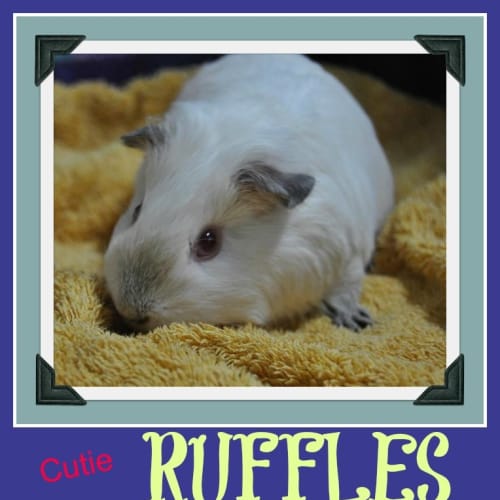 No photo for Ruffles