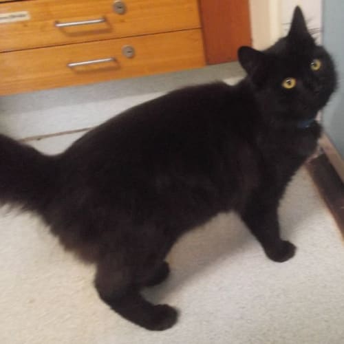 No photo for Sooty