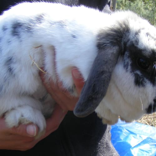 No photo for Miffy