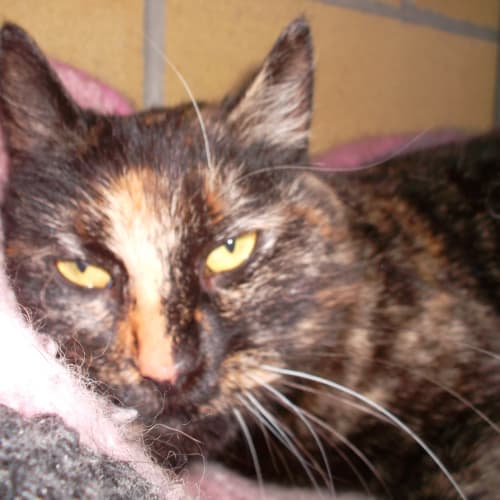 No photo for Torti