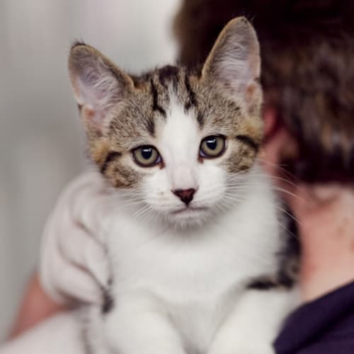 Merlin