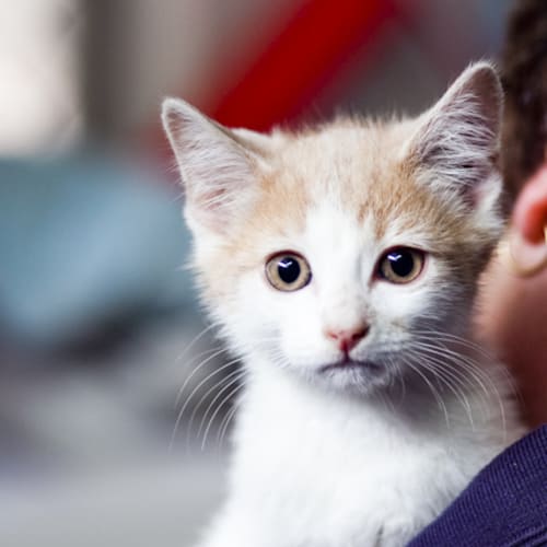 Nermal