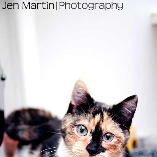 No photo for Merla